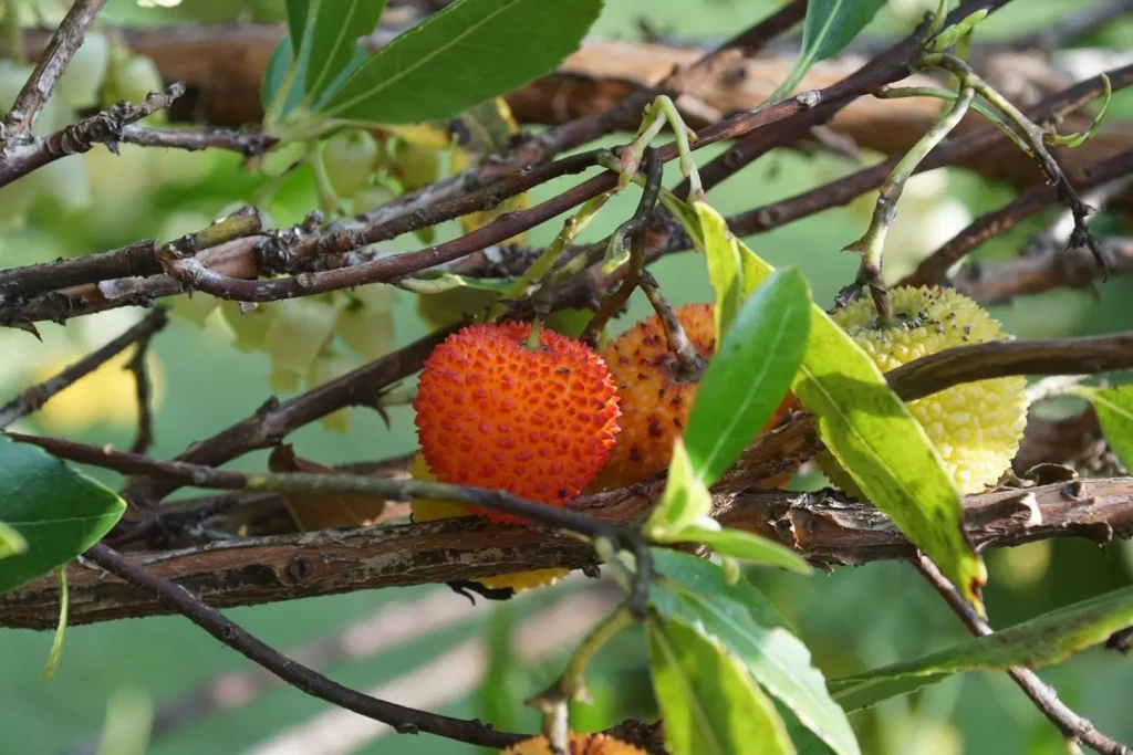 arbousier fruits